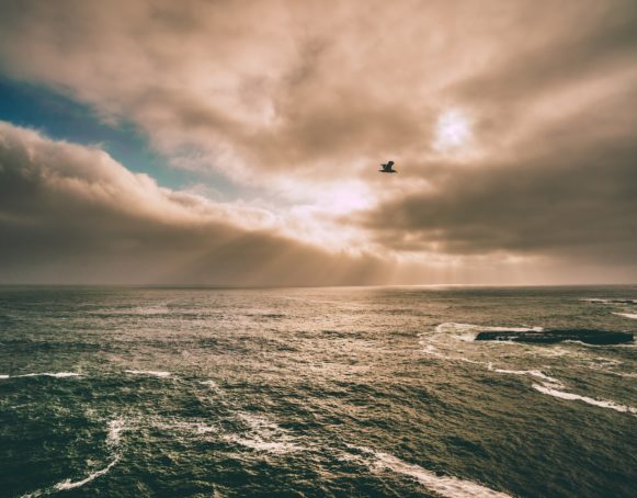 photo of bird flying above the water under gray sky